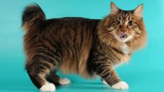 Manx Kedi Irkı Fiziksel Özellikleri ve Bakımı