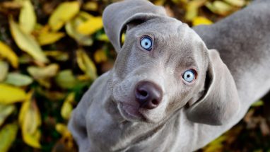 7 Maddede Mavi Gözlü Köpek Cinsleri