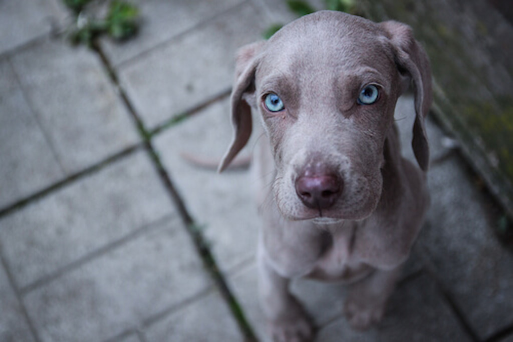 Mavi Gözlü Köpek Cinsleri