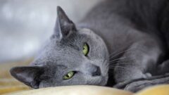 Russian Blue Kedi Irkı Özellikleri, Karaketer Yapısı ve Bakımı