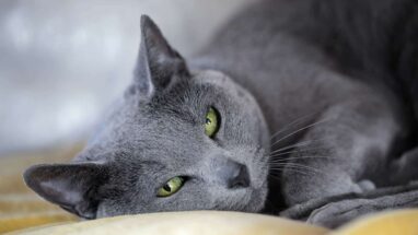 Russian Blue Kedi Irkı Özellikleri, Karaketer Yapısı ve Bakımı