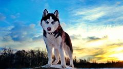 En Popüler Melez Köpek Irkları