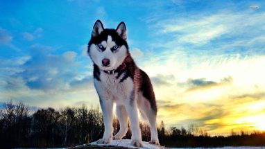 En Popüler Melez Köpek Irkları