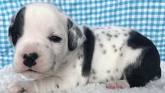 11 Maddede Melez Köpek Irkları