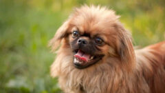 En Popüler Mini Köpek Irkları