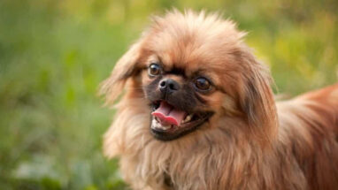 En Popüler Mini Köpek Irkları