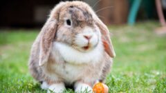Mini Lop Tavşan Özellikleri, Tarihçesi ve Bakımı