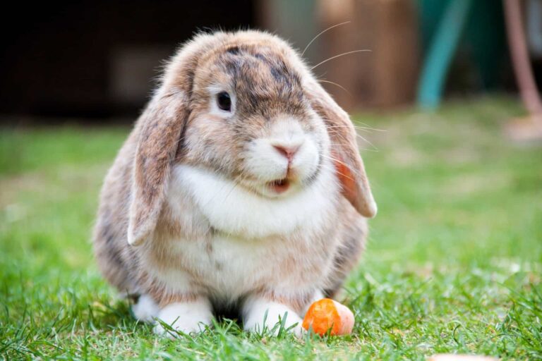 Mini Lop Tavşan Özellikleri, Tarihçesi ve Bakımı