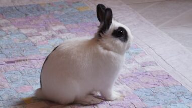 Mini Rex Tavşan Bakımı ve Özellikleri