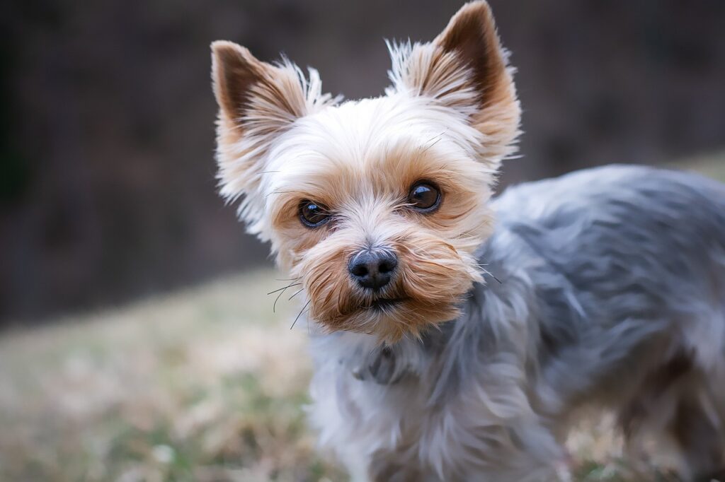 En Tatlı Minik Köpek Cinsleri