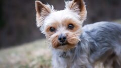 En Tatlı Minik Köpek Cinsleri