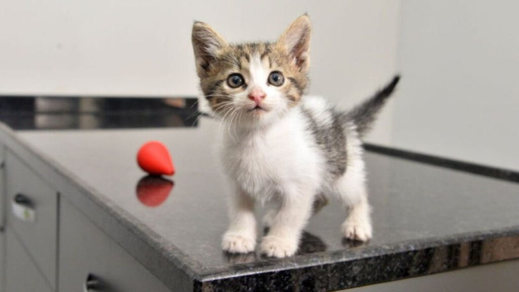 Yeni Doğan Kedi Maması Nasıldır? Yavru Kedi Bakımı Nasıl Olmalıdır?