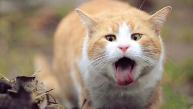 Kediler Neden Miyavlar? Miyavlayan Kedi Nasıl Susturulur?