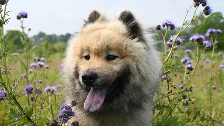 Modern Köpek İsimleri 2025