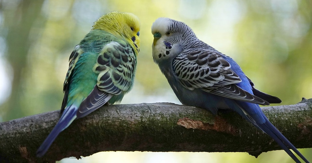 Muhabbet Kuşları Kaç Yıl Yaşar? Zoo Blog