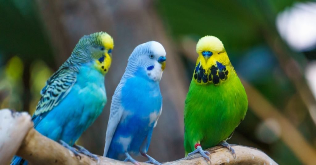 Muhabbet Kuşu Cinsiyeti Nasıl Anlaşılır? Zoo Blog