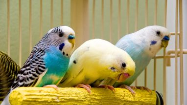 5 Maddede Muhabbet Kuşu Hakkında Bilgi