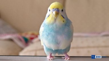 Muhabbet Kuşu Hakkında Bilinmesi Gerekenler