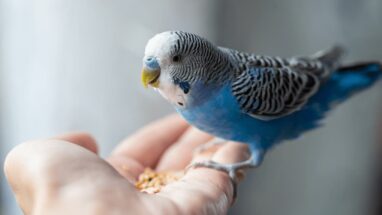 Muhabbet Kuşu Nasıl Ele Alışır? Muhabbet Kuşu Alıştırma Teknikleri