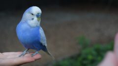 Muhabbet Kuşu Ne Kadar Sürede Yumurtlar?