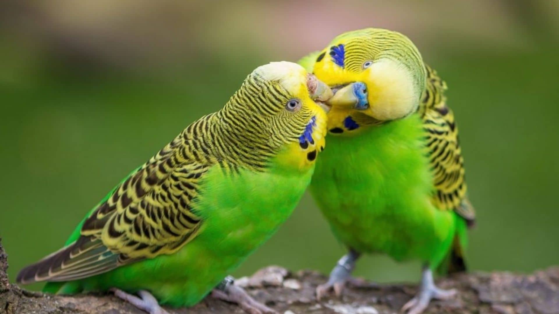 Muhabbet Kuşu Çiftleşmesi Nasıl Olur? Muhabbet Kuşları Hakkında Çarpıcı