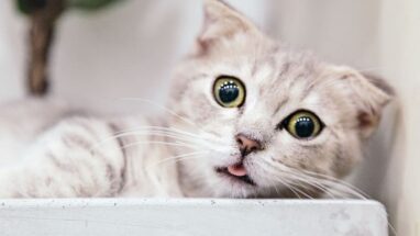 Munchkin Kedi Cinsi Özellikleri, Karakter Yapısı ve Bakımı
