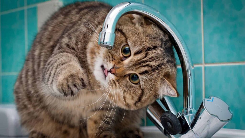 kedim çok su içiyor