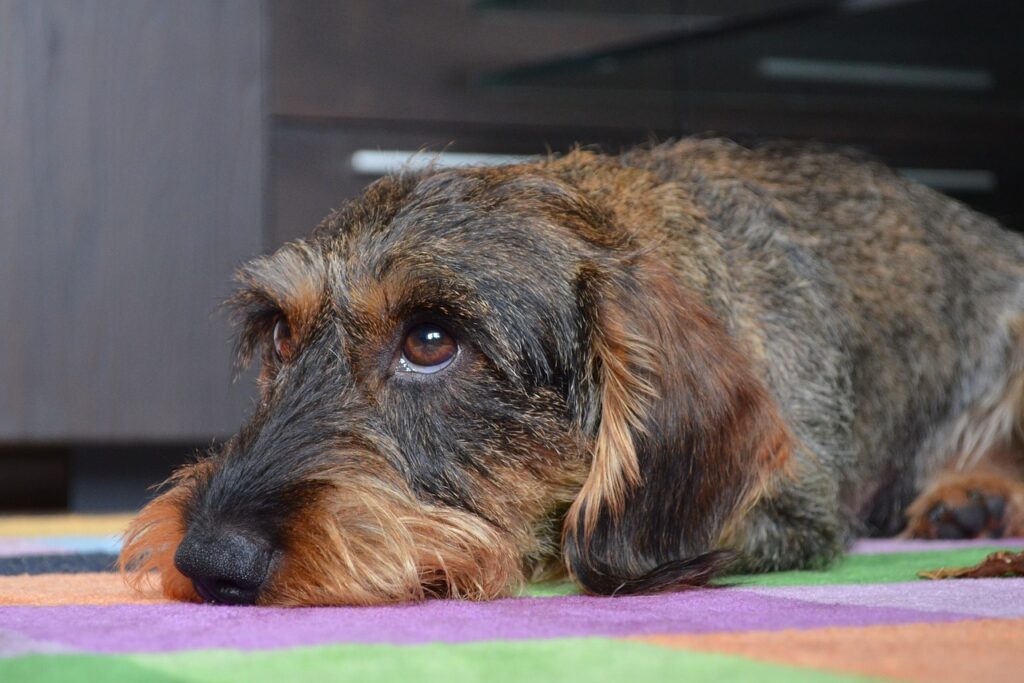 7 Maddede Nadir Köpek Cinsleri