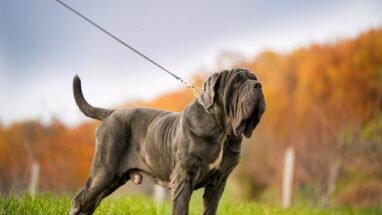 Napoliten Mastiff (Napoli Mastifi) Köpek Irkı Özellikleri, Bakımı ve Beslenme