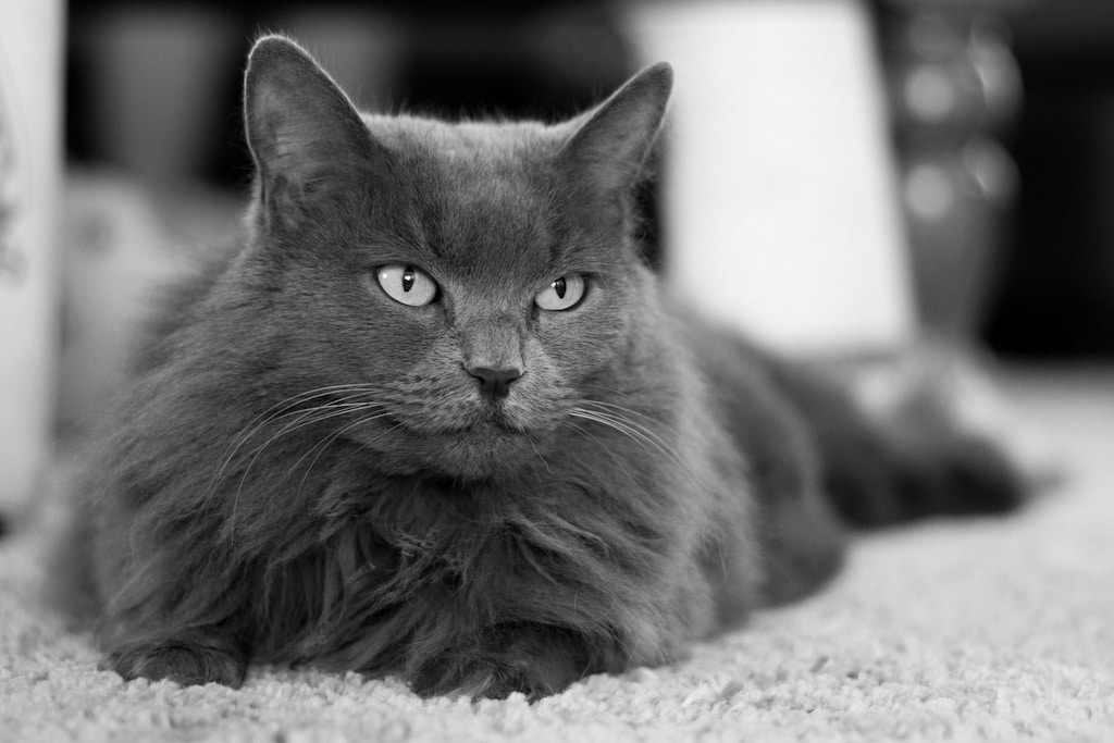 Nebelung Kedi Irkı Özellikleri, Bakımı ve Beslenme İhtiyacı Zoo Blog