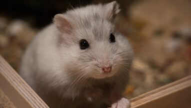 Neden Hamster Sahiplenmelisiniz?