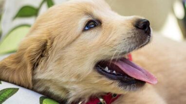 Köpeklerde Nefes Kokusu Nedenleri ve Çözüm Yolları