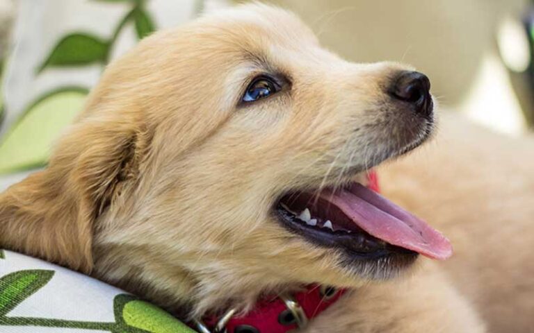 Köpeklerde Nefes Kokusu Nedenleri ve Çözüm Yolları