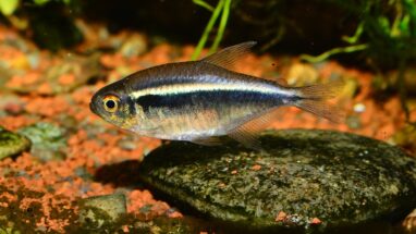 Neon Tetra Balığı Bakımı Nasıl Olmalı?