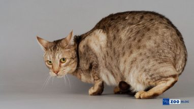 Ocicat Kedisi Karakteri ve Özellikleri