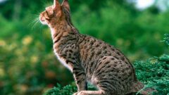 Ocicat Kedisi Özellikleri ve Bakımı