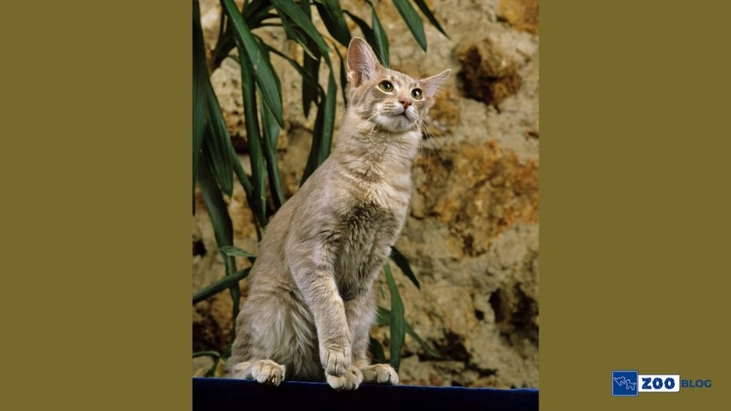 Oriental Longhair Kedisi Karakteri