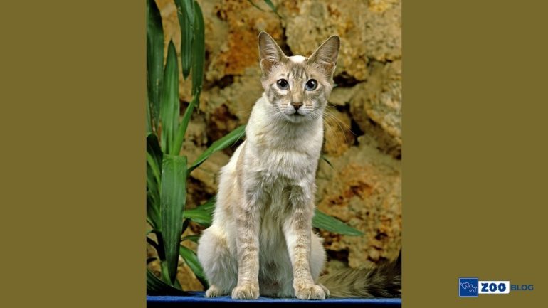 Oriental Longhair Kedisi Karakteri, Özellikleri, Bakımı
