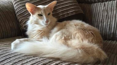 Oriental Longhair Kedi Irkı Özellikleri ve Bakımı