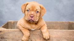 20 Maddede En Popüler Orta Irk Köpekler