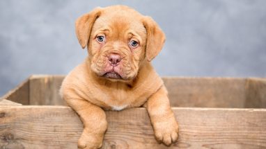 20 Maddede En Popüler Orta Irk Köpekler