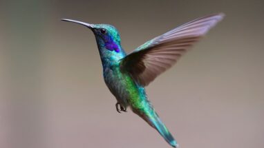 5 Maddede Ötücü Kuş Cinsleri