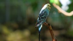 6 Maddede En Popüler Ötücü Kuşlar