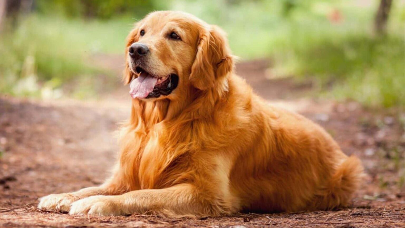 golden köpek fiyatları sahibinden
