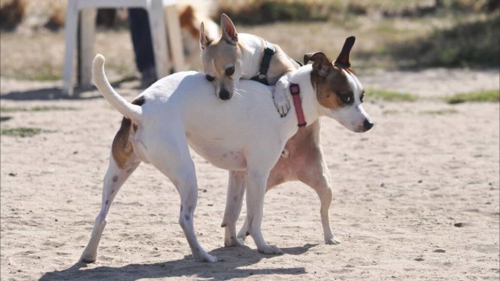 Köpek Kısırlaştırma Nedir? Her Köpek Kısırlaştırılmalı mıdır?