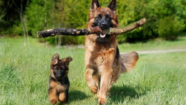 8 Maddede Oyun Oynamayı Seven Köpek Cinsleri