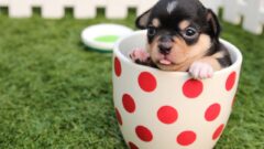10 Maddede Oyuncak Grubu Köpek Irkları