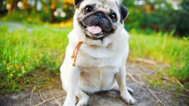 Pak Köpek Özellikleri, Bakımı ve Mizacı