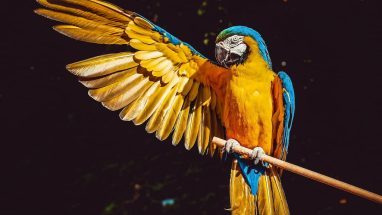 10 Maddede Popüler Papağan Irkları