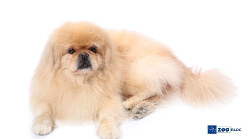 Pekinez Köpeği Karakteri ve Özellikleri